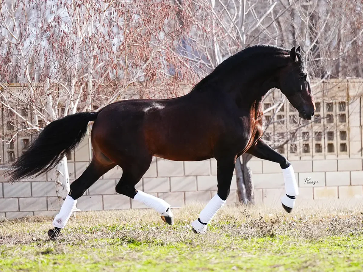 Ganadería Francisco Santiago Ruíz