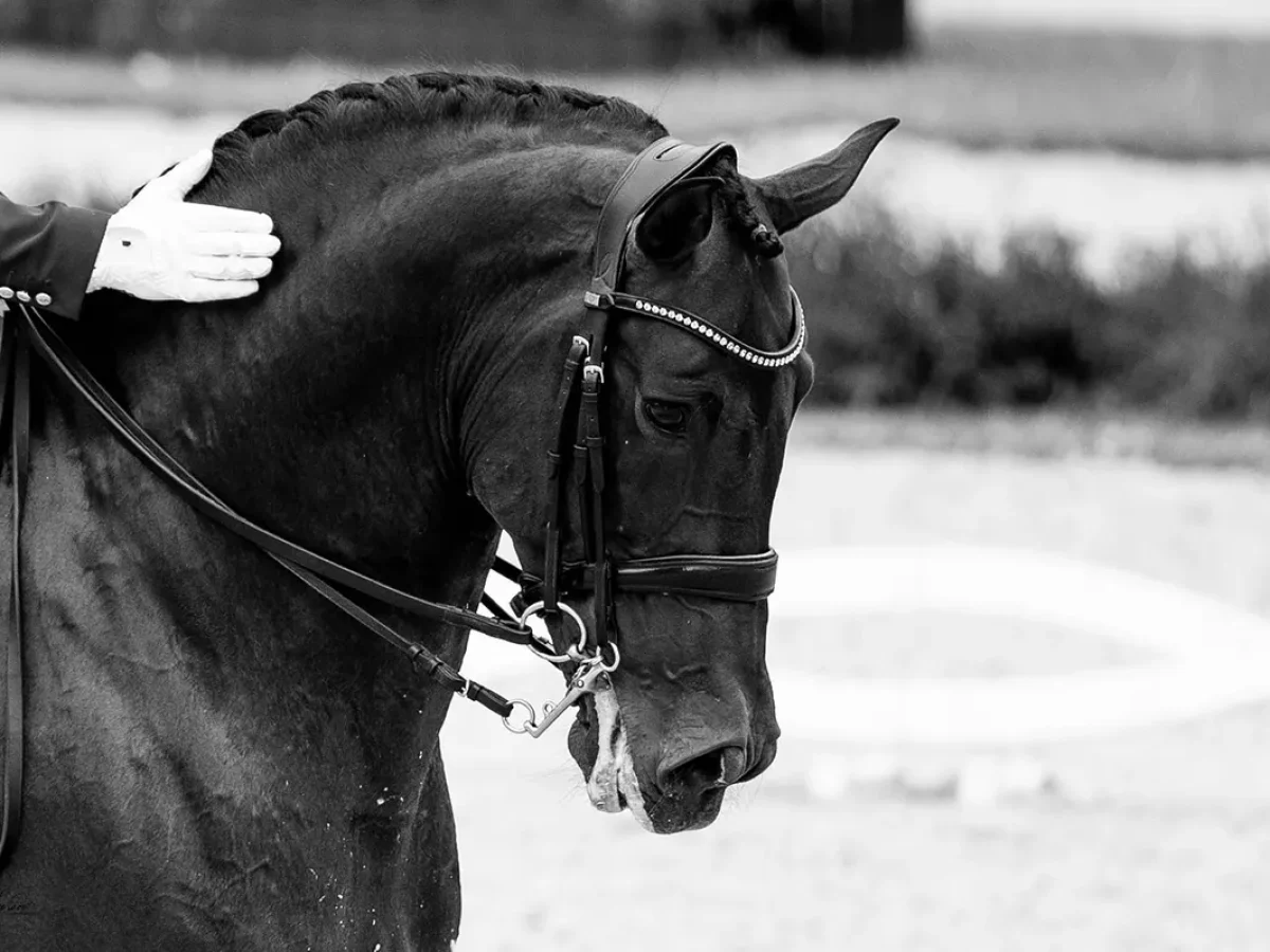 Ganadería Francisco Santiago Ruíz